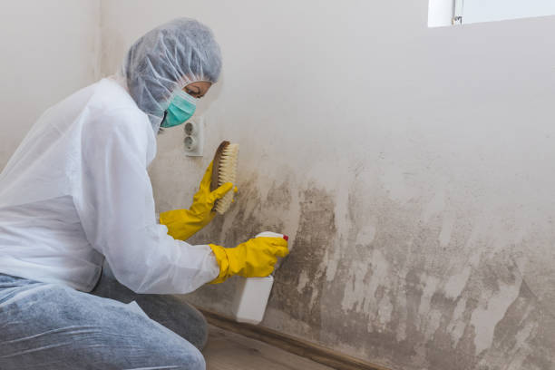 Trusted Bensville, MD Mold Removal Experts